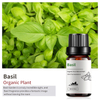 Basil Pine Vitality Essential Oils